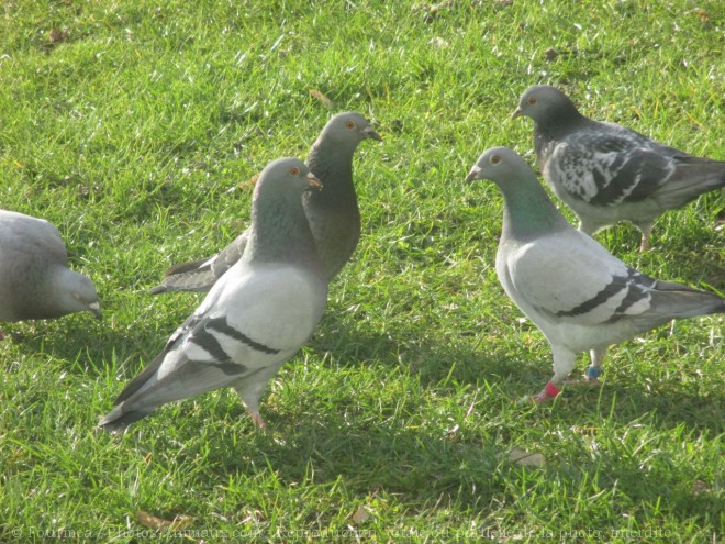 Photo de Pigeon