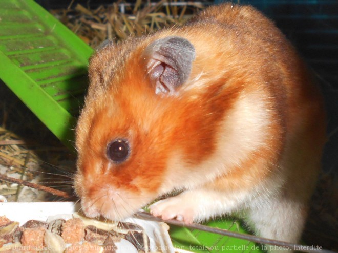 Photo de Hamster