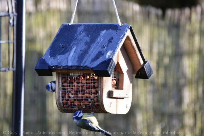 Photo de Msange bleue