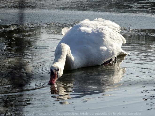 Photo de Cygne