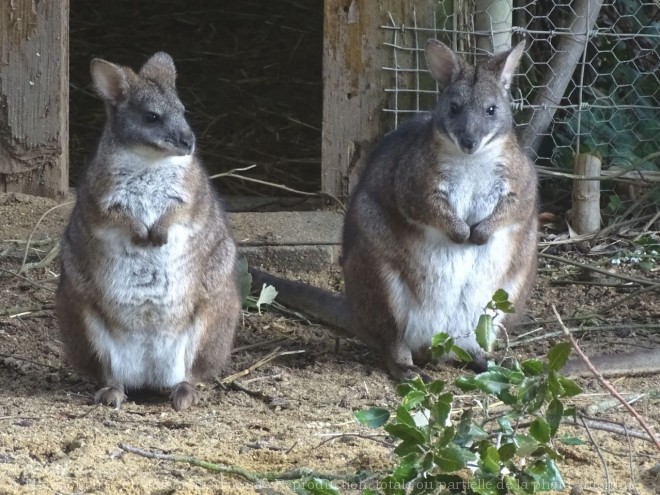 Photo de Wallaby