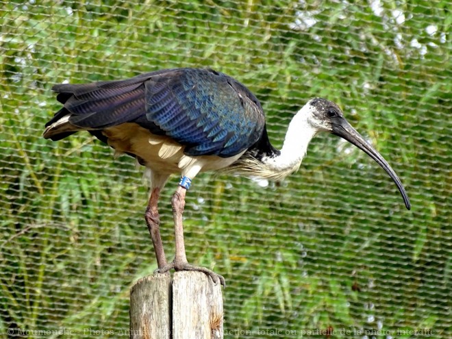 Photo d'Ibis