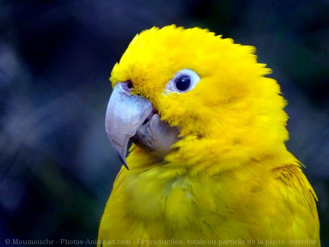 Photo de Conure soleil