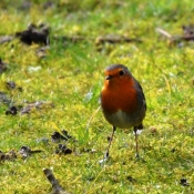 Photo de Rouge gorge