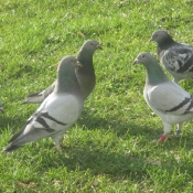 Photo de Pigeon