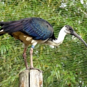 Photo d'Ibis