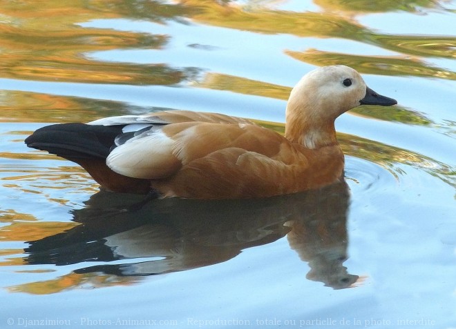 Photo de Canard tadorne casarca