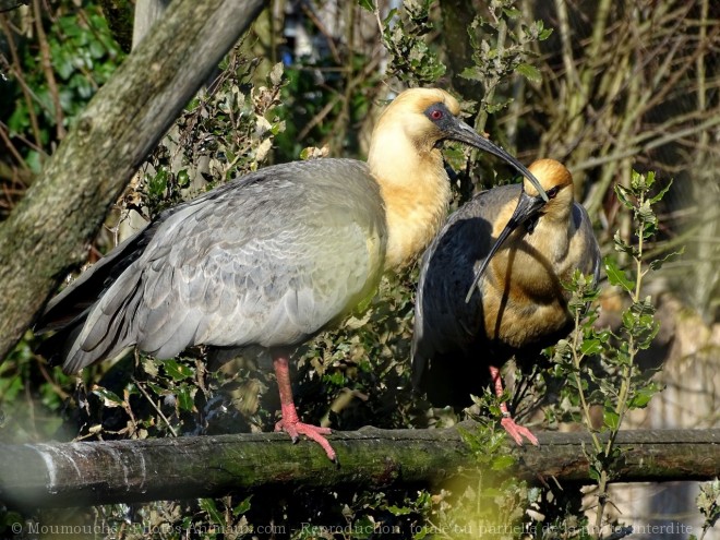 Photo d'Ibis