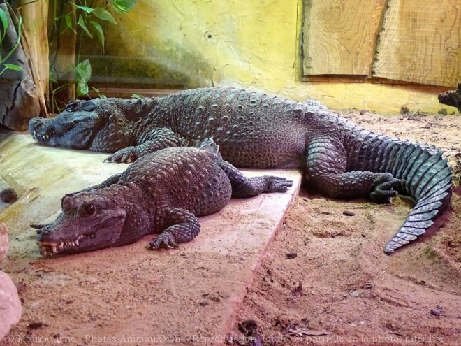 Photo de Crocodile