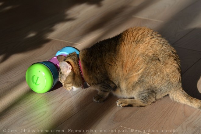 Photo de Chat domestique