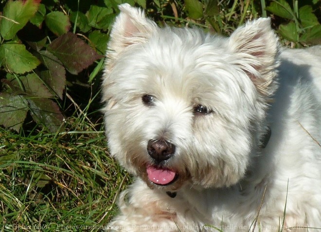 Photo de West highland white terrier