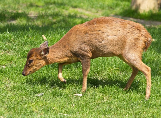 Photo de Muntjac