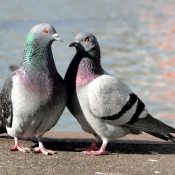 Photo de Pigeon