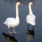 Photo de Cygne