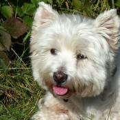 Fond d'cran avec photo de West highland white terrier