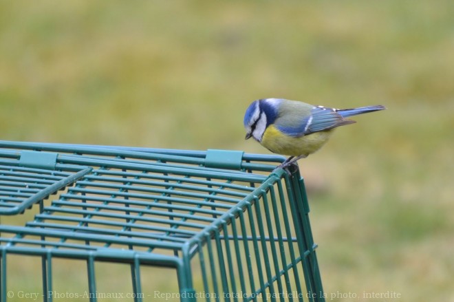 Photo de Msange bleue