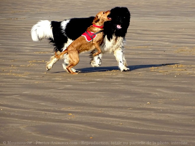 Photo de Races diffrentes