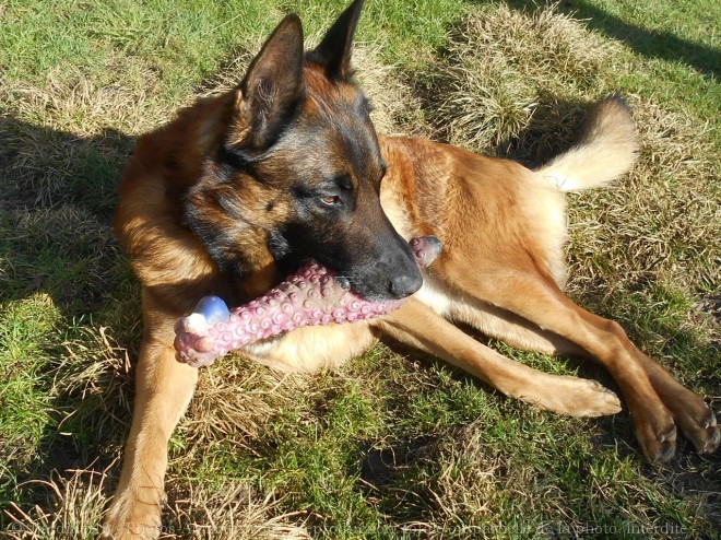 Photo de Berger belge malinois