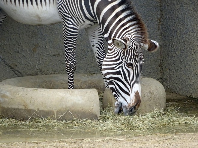 Photo de Zebre