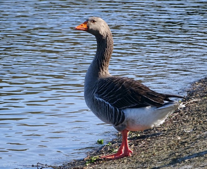 Photo d'Oie cendre