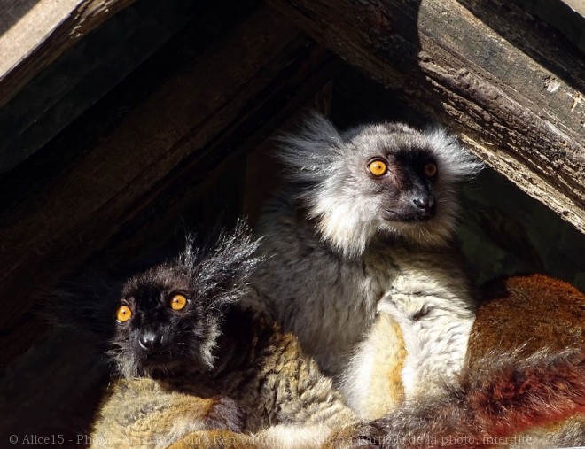 Photo de Lmurien - lmur macaco