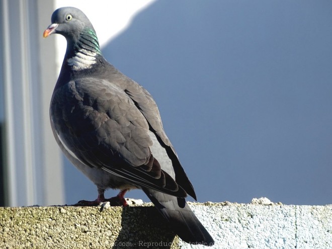 Photo de Pigeon - ramier