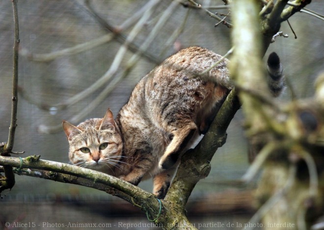 Photo de Chat de gordoni