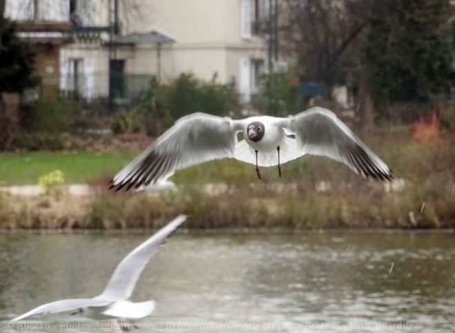 Photo de Mouette