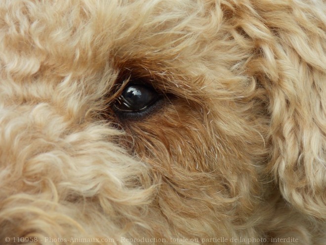 Photo d'Airedale terrier