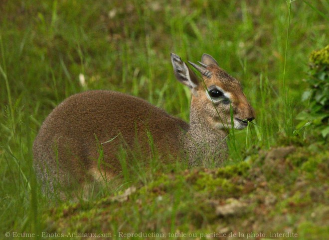 Photo d'Antilope