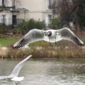 Photo de Mouette