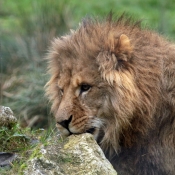 Photo de Lion