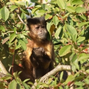 Photo de Singe - capucin