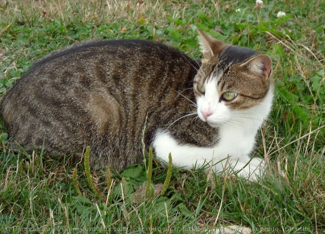 Photo de Chat domestique