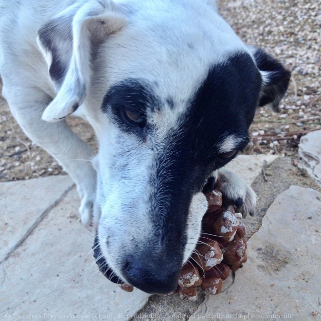 Photo de Jack russell terrier