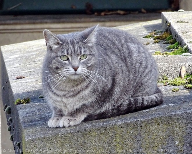 Photo de Chat domestique