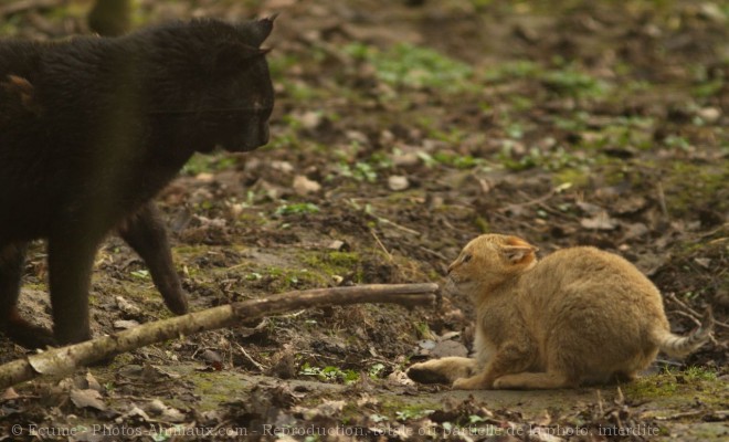 Photo de Chat des marais