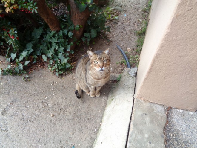 Photo de Chat domestique