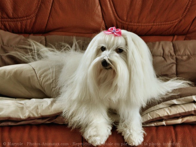 Photo de Coton de tulear