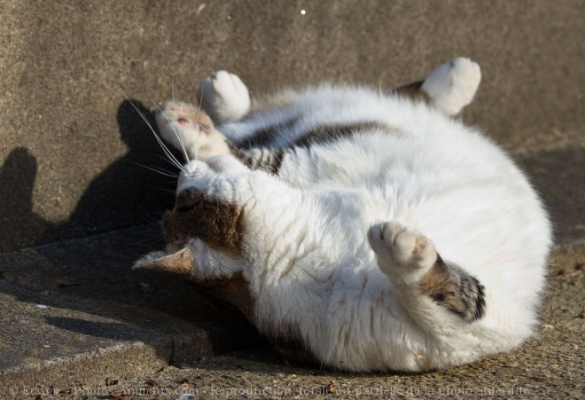 Photo de Chat domestique