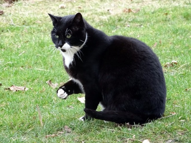 Photo de Chat domestique