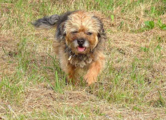 Photo de Border terrier