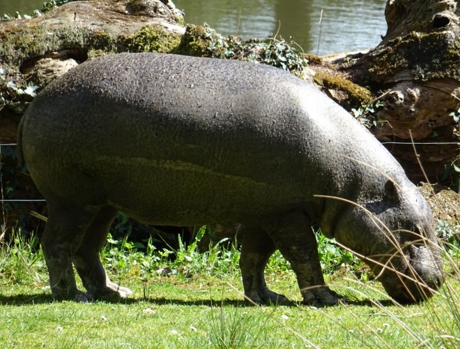 Photo de Hippopotame