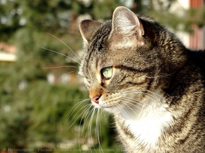 Photo de Chat domestique