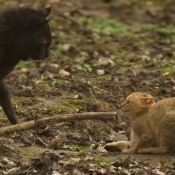 Photo de Chat des marais