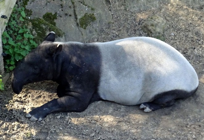 Photo de Tapir