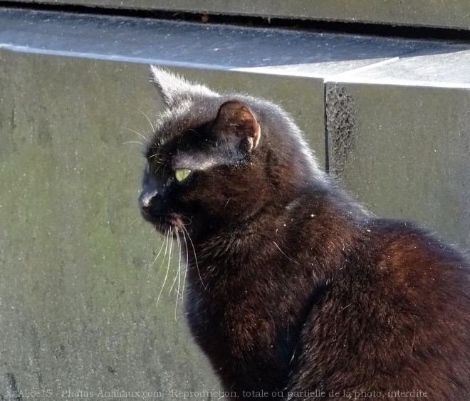 Photo de Chat domestique