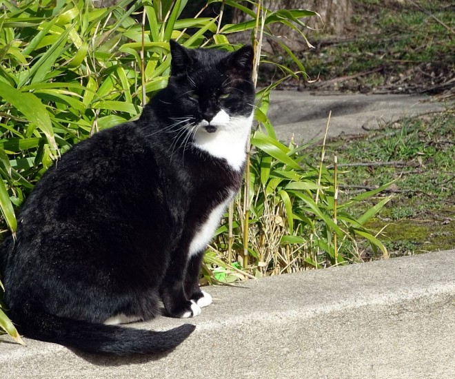 Photo de Chat domestique