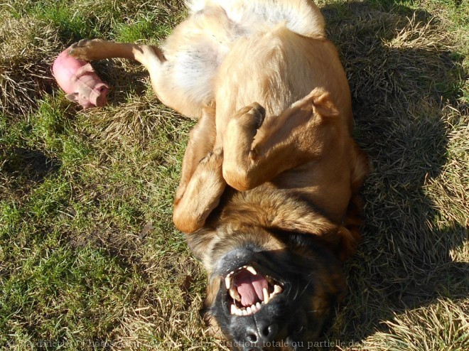 Photo de Berger belge malinois