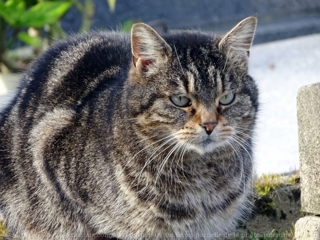 Photo de Chat domestique